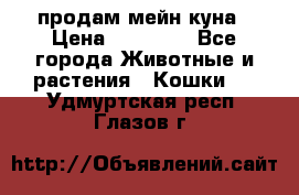 продам мейн куна › Цена ­ 15 000 - Все города Животные и растения » Кошки   . Удмуртская респ.,Глазов г.